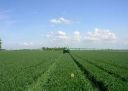 29 april 2013; groei wintertarwe loopt nog steeds achter