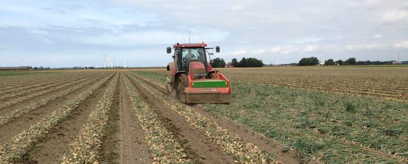 2 en 3 september 2013; uien rooien