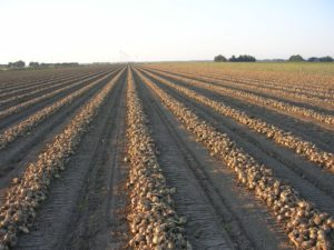 31 augustus 2008; vroege uien gerooid