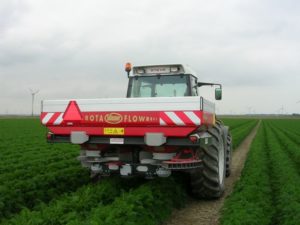 31 augustus 2008; vroege uien gerooid