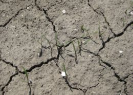 31 mei 2009; winterpeen komt boven