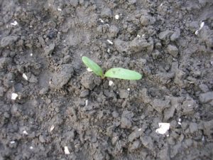 3 mei 2008; nieuwe CHD spuit