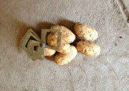 5 augustus 2013; 1e proefrooiing aardappelen
