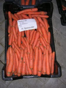 5 oktober 2008; proefrooiing winterpeen