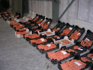 5 oktober 2008; proefrooiing winterpeen