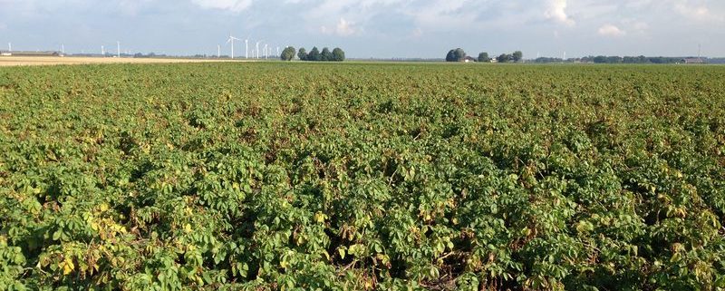 9 september 2013; 6e proefrooiing aardappelen