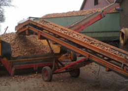 30 januari 2011: Door wat aanhangende grond zijn de uien over de stortbak afgeleverd.