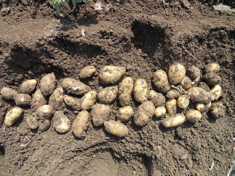 Gewasgroei aardappelen 2010