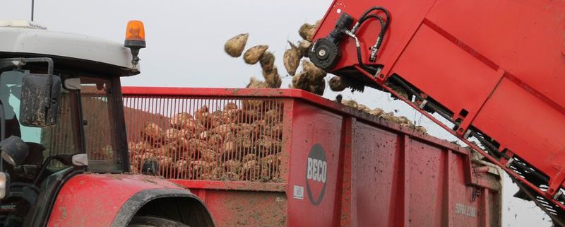 12 en 13 oktober 2015; suikerbieten rooien