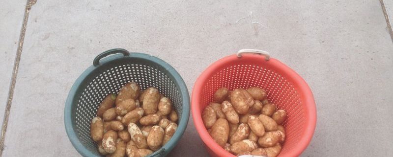 14 augutus 2015; 3e proefrooiing aardappelen