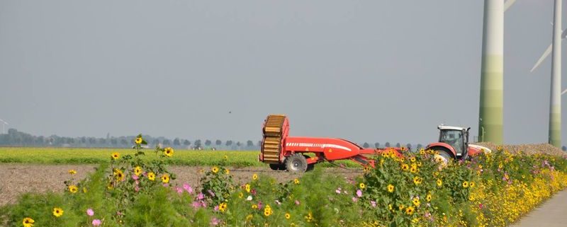 17 september 2014; door droogte te veel rooibeschadiging aardappelen