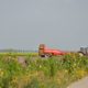 17 september 2014; door droogte te veel rooibeschadiging aardappelen