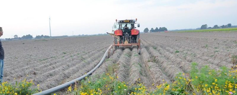 17 september 2014; door droogte te veel rooibeschadiging aardappelen