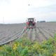 17 september 2014; door droogte te veel rooibeschadiging aardappelen