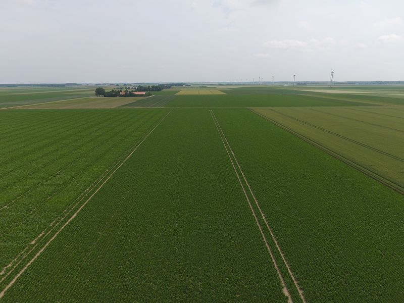 19 juni 2017; gewasgroei suikerbieten, ras is BTS 990