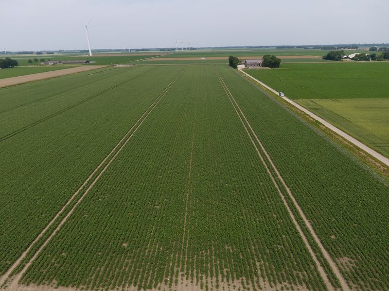 19 juni 2017; gewasgroei aardappelen, ras is Eurostar