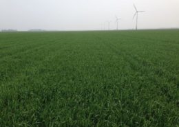 21 april 2014; wintertarwe al ver in ontwikkeling