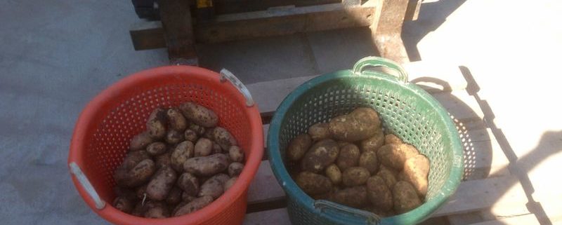 23 augustus 2015; 4e proefrooiing aardappelen