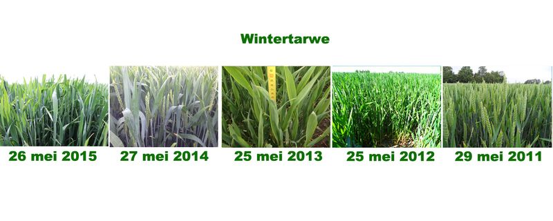 26 mei 2015; 5 jaarlijkse groeivergelijking gewassen