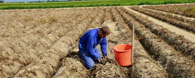 29 augustus 2014; 4e proefrooiing aardappelen