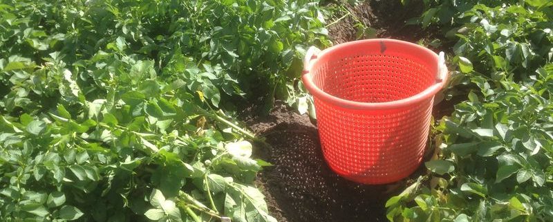 30 juli 2015; 1e proefrooiing aardappelen