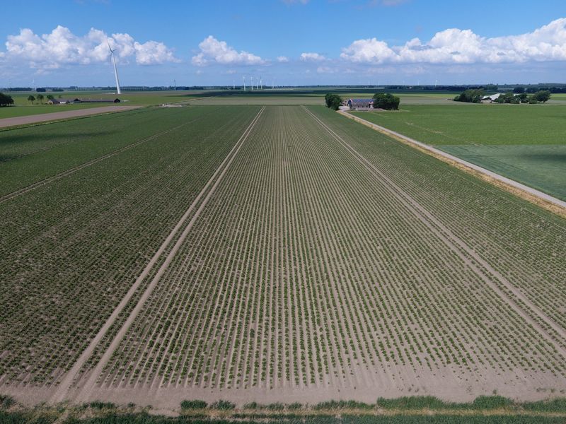 4 juni 2017; gewasgroei aardappelen ras Eurostar