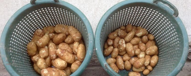 6 augustus 2015; 2e proefrooiing aardappelen