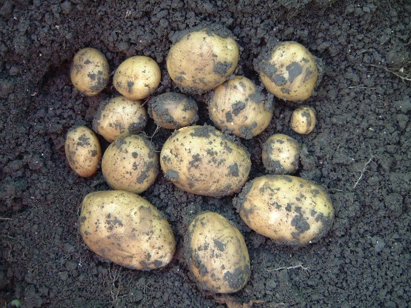 Gewasgroei aardappelen 2002