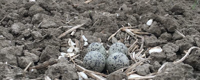 Bontbekplevier gespot op de uien akker