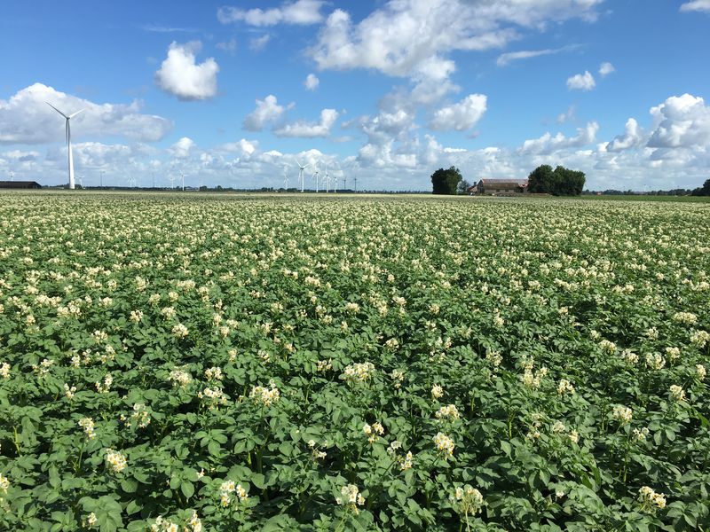 Gewasgroei 26 juni 2017;aardappelen ras is Eurostar