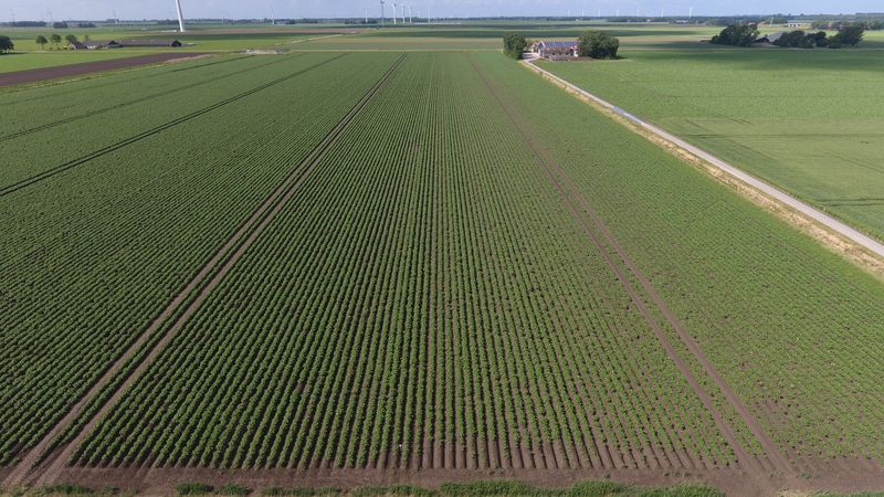 9 juni 2017; gewasgroei aardappelen ras is Eurostar