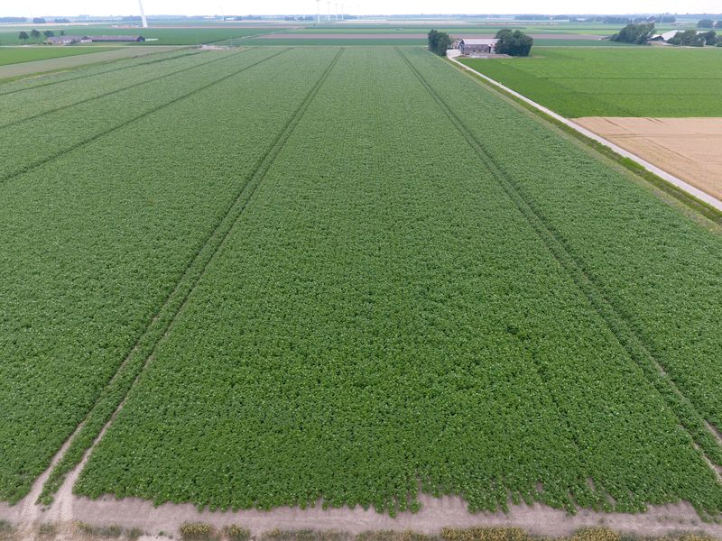 10 juli 2017; gewasgroei aardappelen, ras is Eurostar