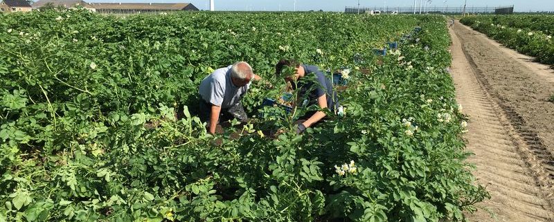 Aardappelproefveld Semagri deels gerooid