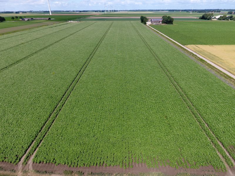 2 juli 2017; gewasgroei aardappelen, ras is Eurostar