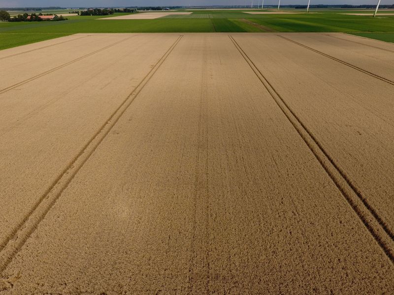 24 juli 2017; gewasgroei wintertarwe, ras is Reform