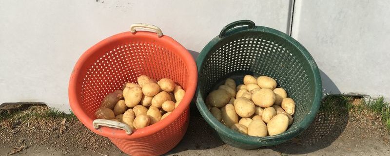 22 augustus 2017; tweede proefrooiing aardappelen; ras is Eurostar
