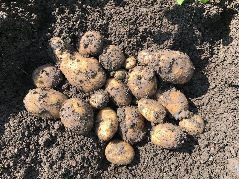 10 september 2017; gewasgroei aardappelen, ras is Eurostar