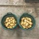 15 september 2017; Laatste proefrooiing aardappelen