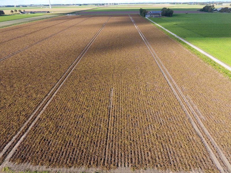 18 september 2017; gewasgroei aardappelen, ras is Eurostar