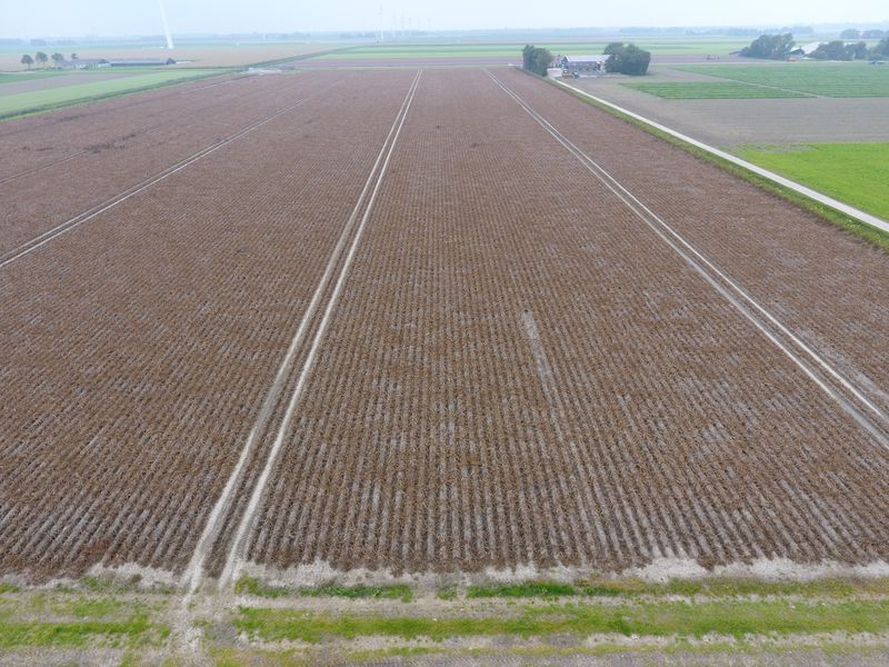 25 september 2017; gewasgroei aardappelen, ras is Eurostar