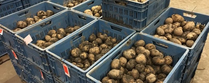 28 september2017; aardappel proefveld Semagri geoogst