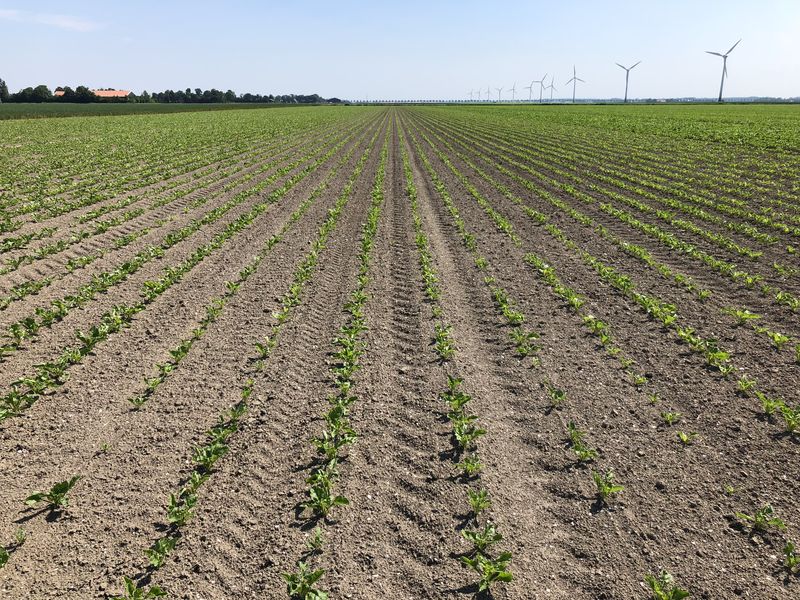 27 mei 2018; gewasgroei suikerbieten ras is EvaMaria