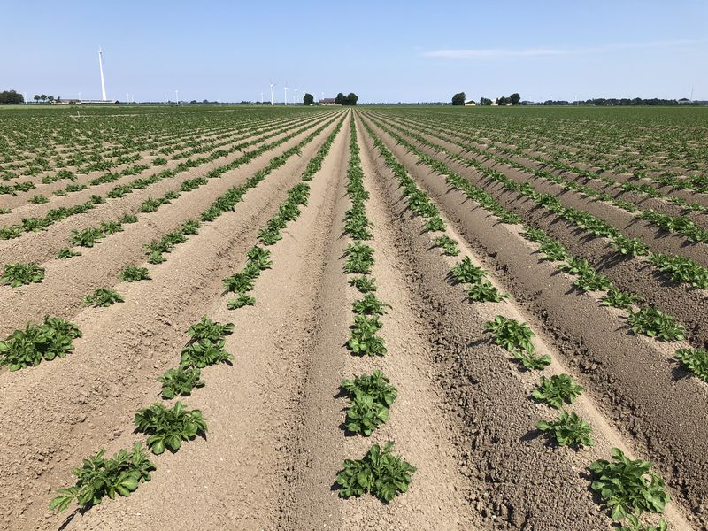 27 mei 2018; gewasgroei aardappelen ras is Innovator