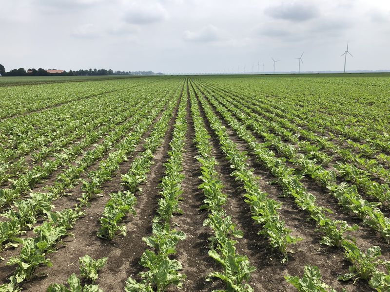 3 juni 2018; gewasgroei suikerbieten ras is EvaMaria