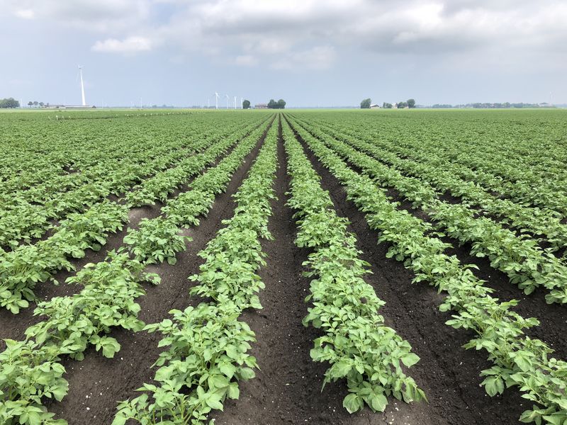 3 juni 2018; gewasgroei aardappelen ras is Innovator