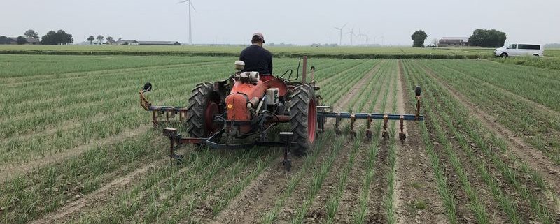 14 juni 2018; uien schoffelen