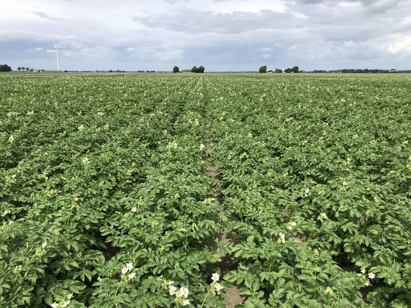 17 juni 2018; gewasgroei aardappelen ras is Innovator