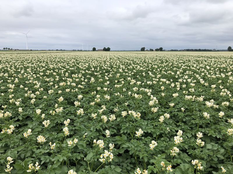 24 juni 2018; gewasgroei aardappelen ras is Innovator