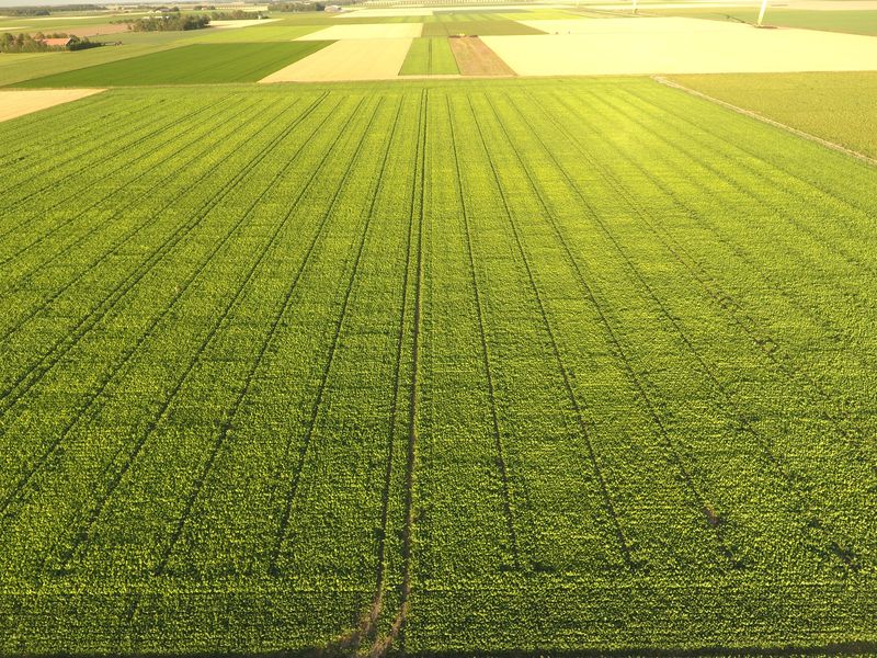 28 juli 2018; gewasgroei suikerbieten ras is EvaMaria