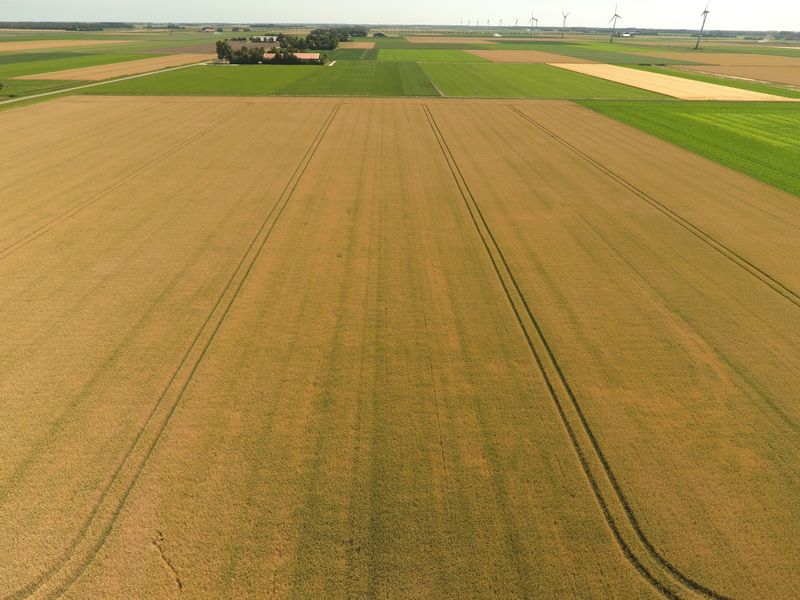 7 juli 2018; gewasgroei wintertarwe ras is Graham